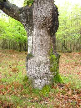 Lenguaje corporal de un árbol, cinturón de fuerza a un metro