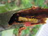 Problemas en las ramas de un fresno producidos por larvas que comen su interior