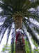 La poda de palmeras conviene  realizarla en primavera cuando ha pasado el riesgo de helada