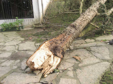 Los especialistas de árboles valoramos los posibles defectos de los árboles para evitar riesgos